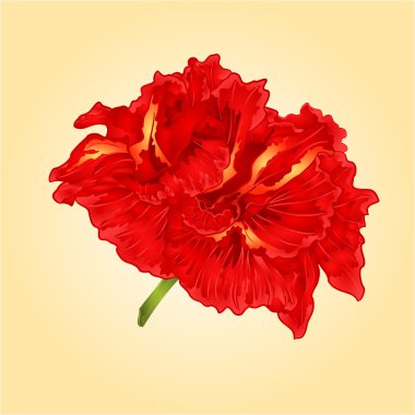 Kırmızı hibiscus vektör çiçek