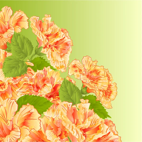 Arbusto florido vector hibisco amarelo — Vetor de Stock