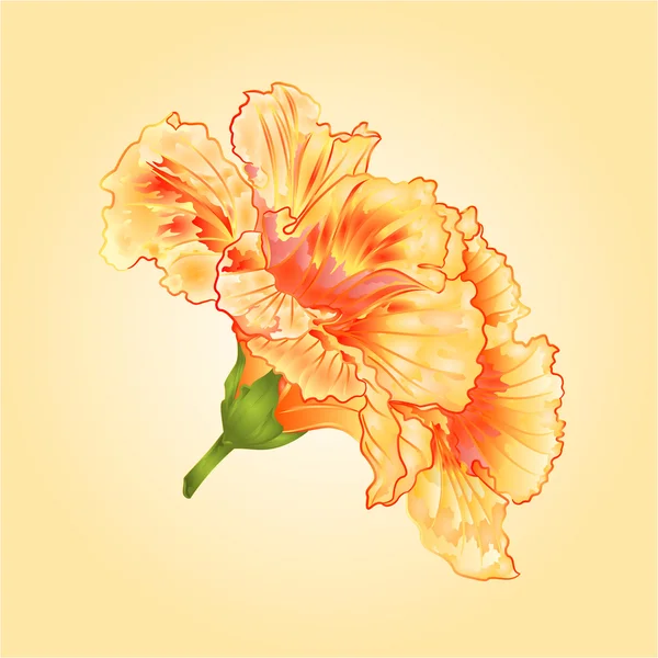 Fleurs tropicales jaune hibiscus vecteur — Image vectorielle