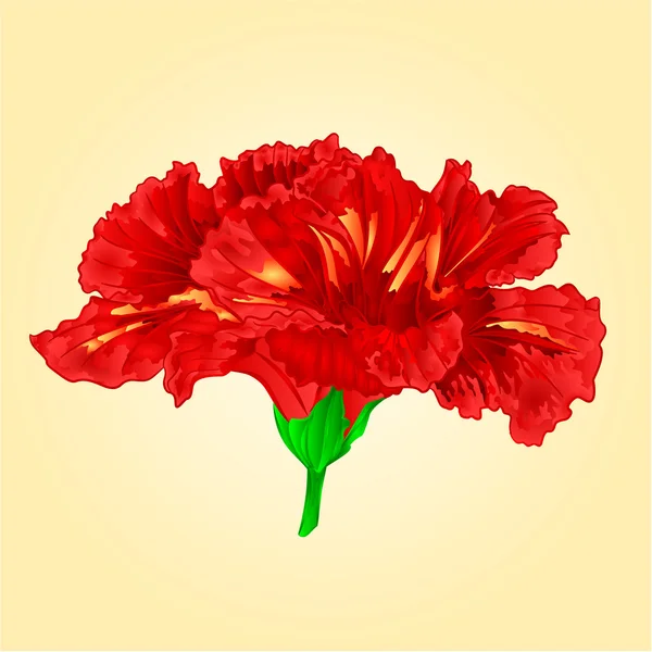 Blume roter Hibiskus-Vektor — Stockvektor