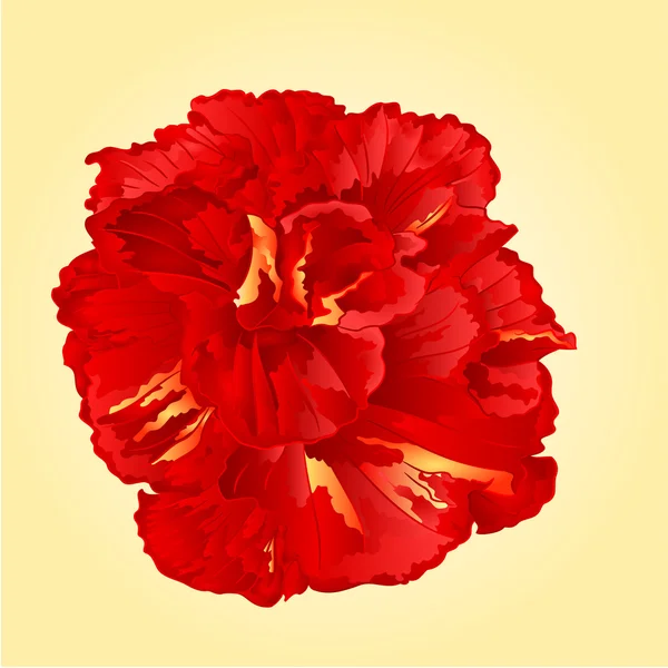 Tropische Blumen roter Hibiskus-Vektor — Stockvektor