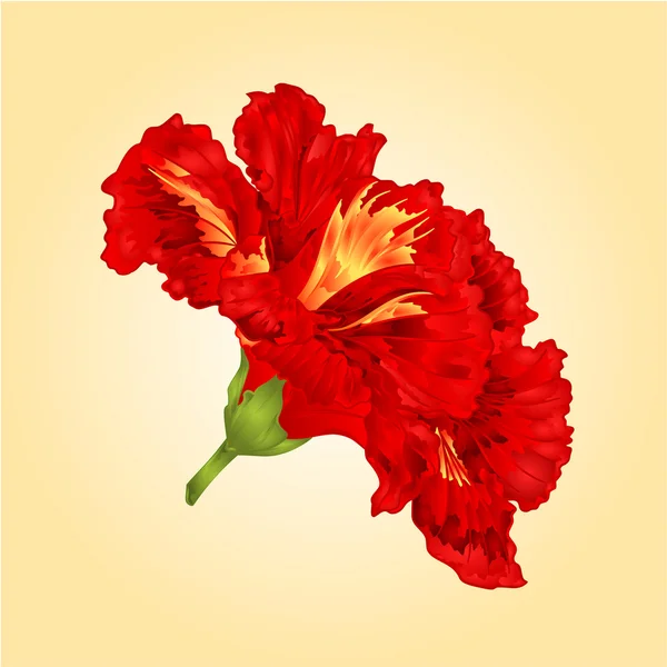 Flores tropicales vector hibisco rojo — Vector de stock