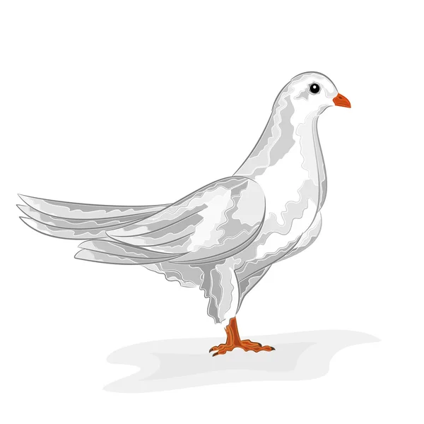 White dove vector — Stock Vector