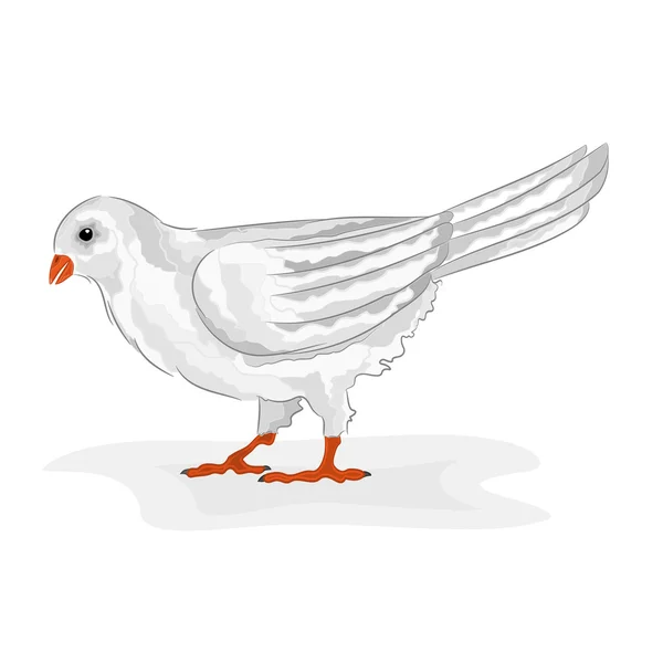 Bird vit duva vektor — Stock vektor