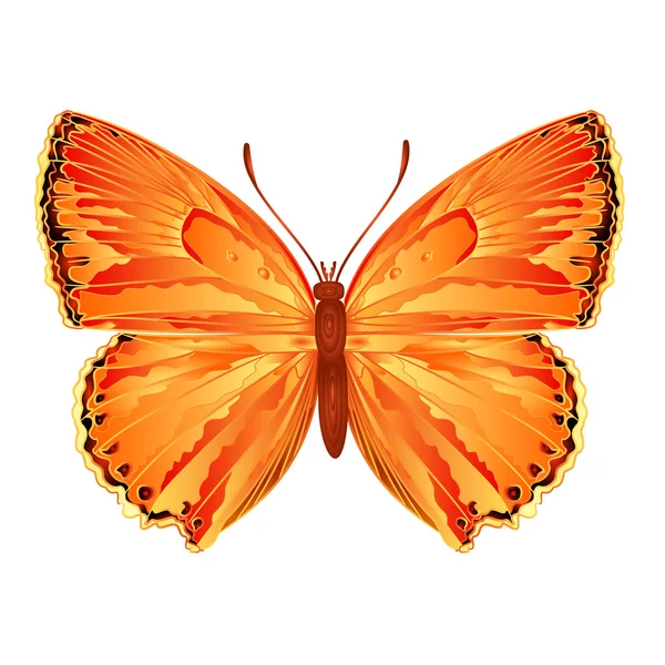 Motýl Lycaena virgaureae vektor — Stockový vektor
