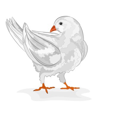 Güvercin beyaz kuş vektör