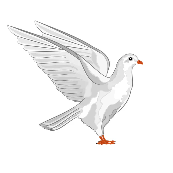 Dove white pigeon vector — Stock Vector