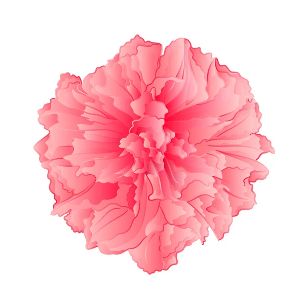 Roze bloem sakura bloem vector — Stockvector