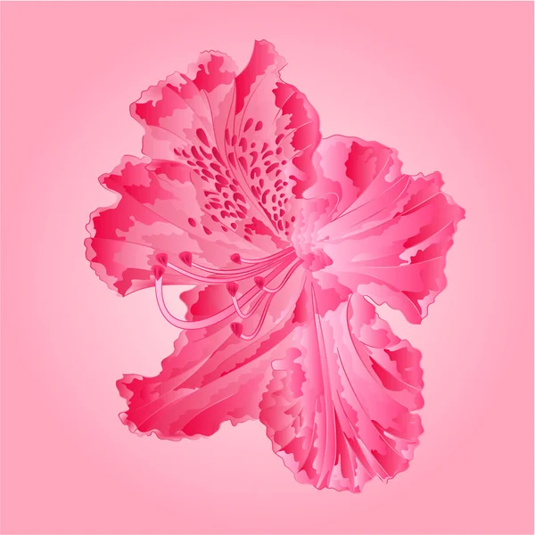 Flower pink simple rhododendron vector