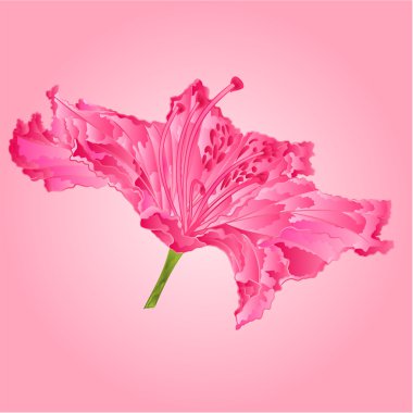 Ormangülü Pembe çiçek vektör