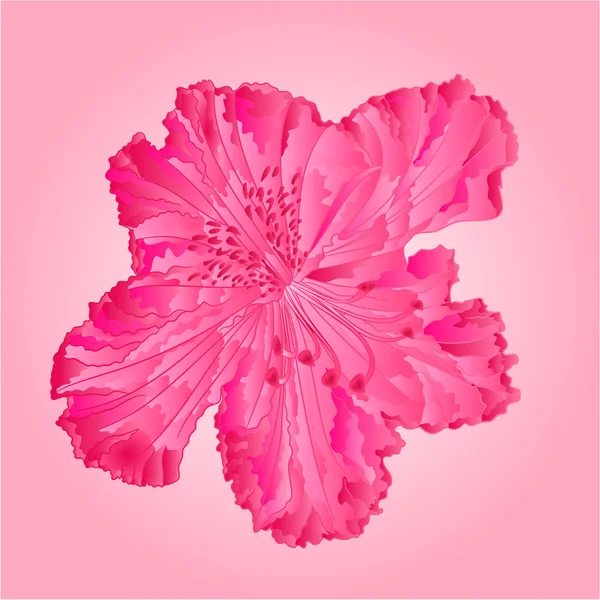 Rhododendron roze afzonderlijke bloem vector — Stockvector