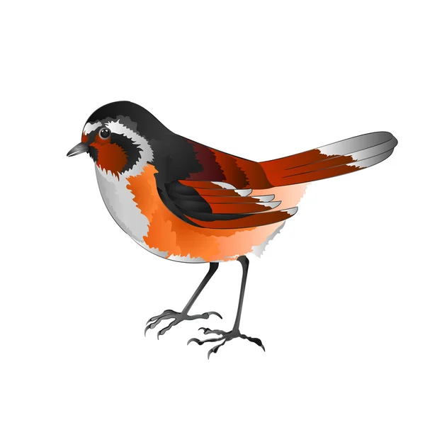 Malý pták Rehek domácí — Stockový vektor