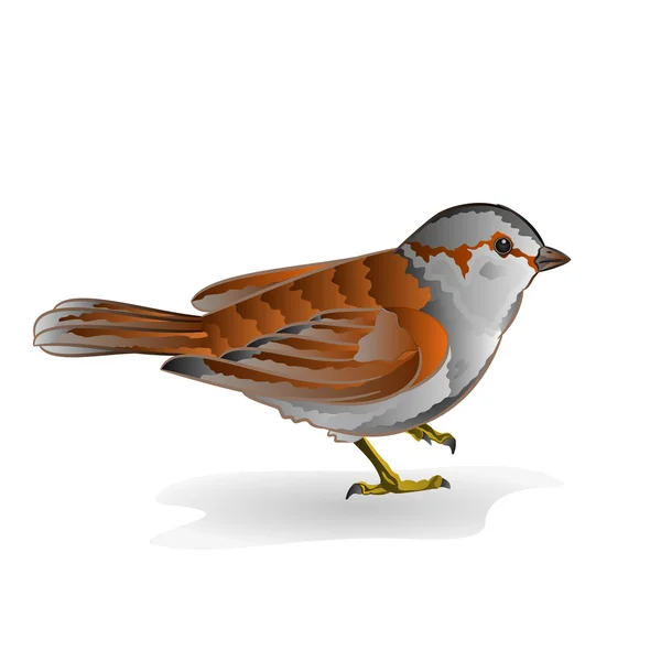 Little bird sparrow vector — Stock Vector