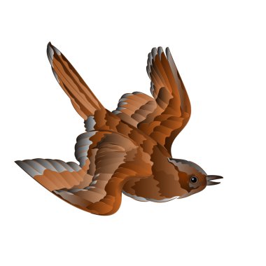 Kuş sparrow uçuş vektör