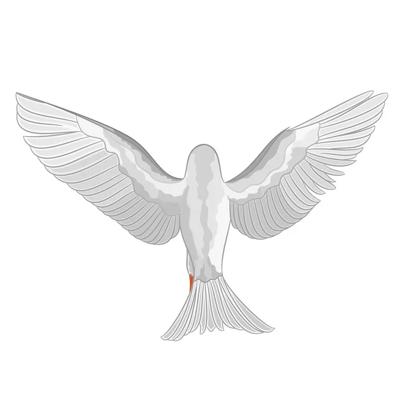 Beyaz Güvercin güvercin vektör — Stok Vektör