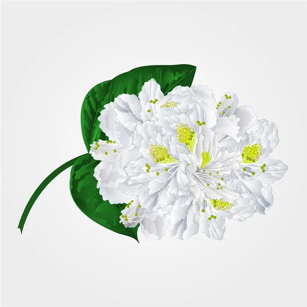 Blanco rododendro ramita vector — Vector de stock