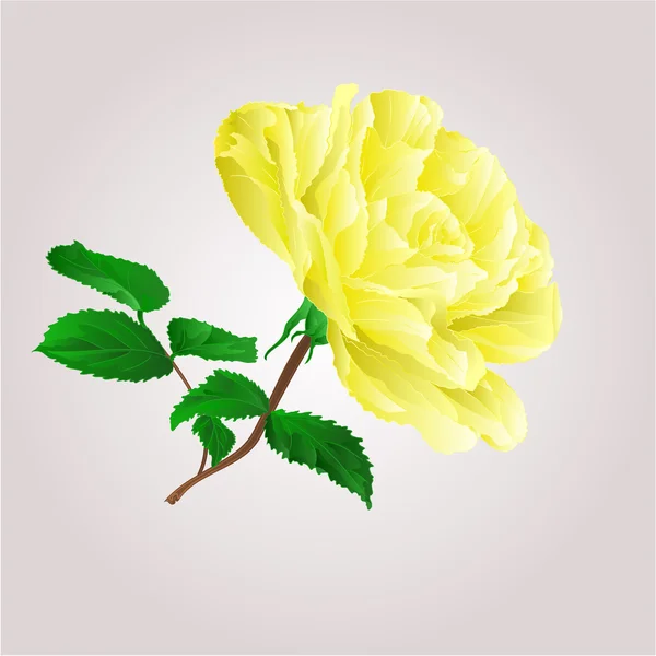 Yellow rose vector — Stock Vector