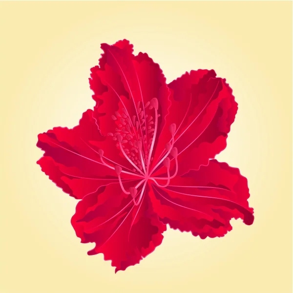 Rododenrodon isolated red flower vector — Stock Vector