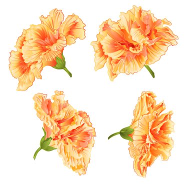 çiçekleri sarı hibiscus vektör