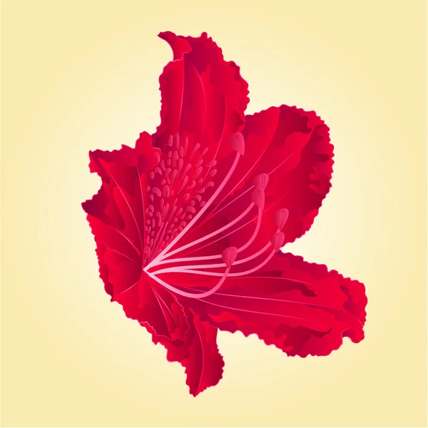 Rododenrodon vector de flor roja aislada — Vector de stock
