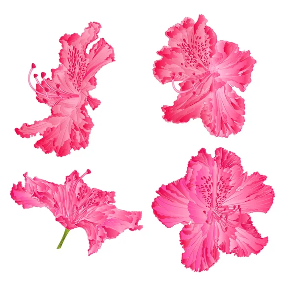 Vettore rododendro rosa dei fiori — Vettoriale Stock