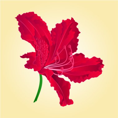 Flower red rhododenrodon vector