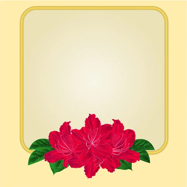 Golden frame with red rhododendron vector — Stock Vector