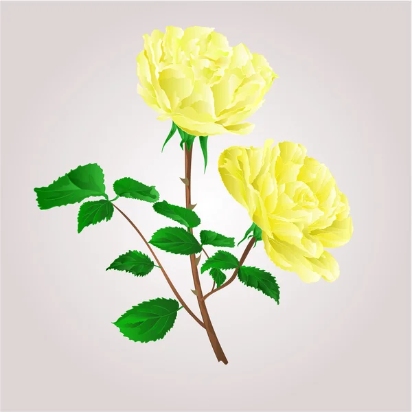 Twig yellow roses vector — Stock Vector