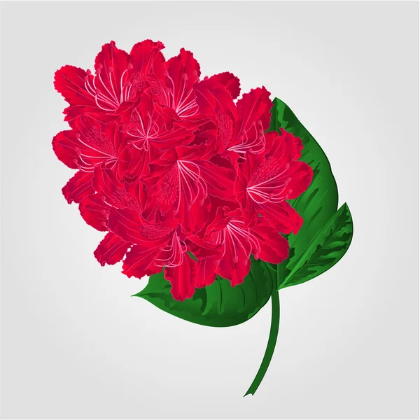 Twig red rhododendron  vector — Stockvector