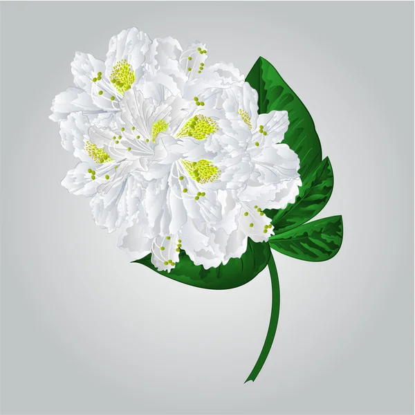 Twig white rhododendron  vector — ストックベクタ