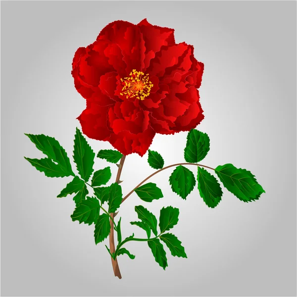 Червоні троянди вектор — стоковий вектор