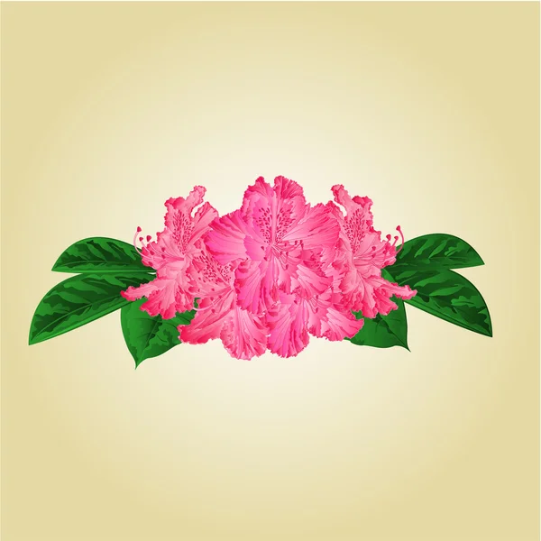Bouquet von rosa Rhododendron Vektor — Stockvektor