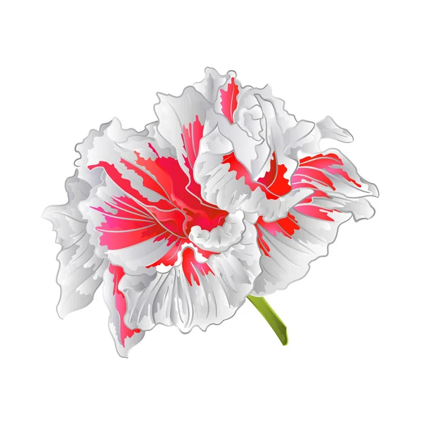 White hibiscus isolated vector — Stock Vector