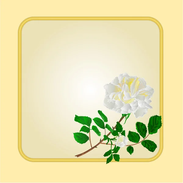 Goldener Rahmen mit weißem Rosenvektor — Stockvektor