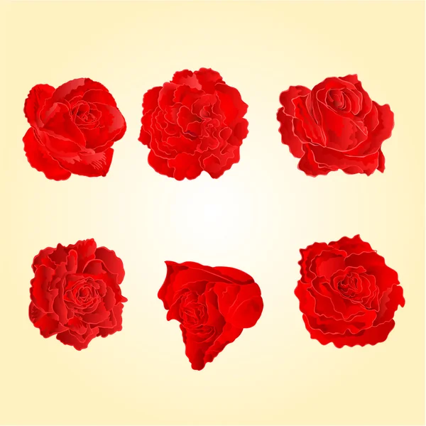 Red roses vector — Stock Vector