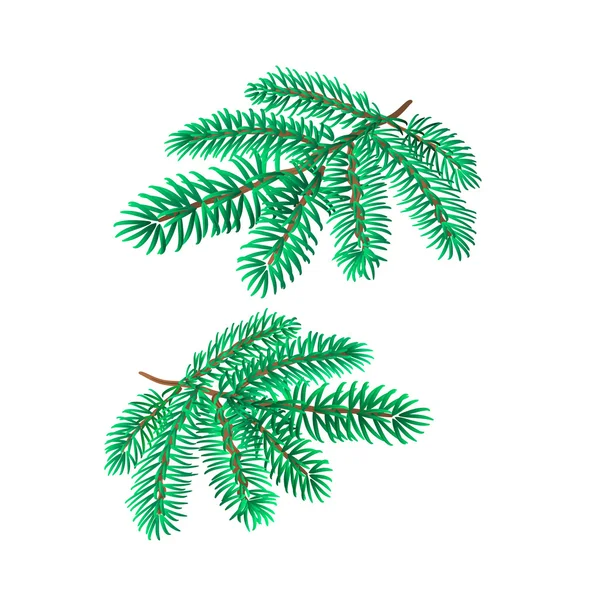 Kvistar av spruce vektor — Stock vektor