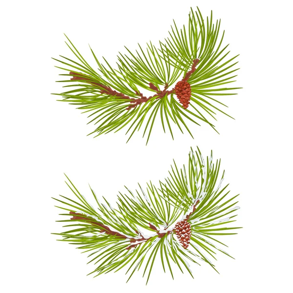 Rama de pino con vector de cono de nieve y pino — Vector de stock
