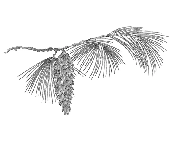Vintage oyma vektör olarak pinecones ile çam dalı