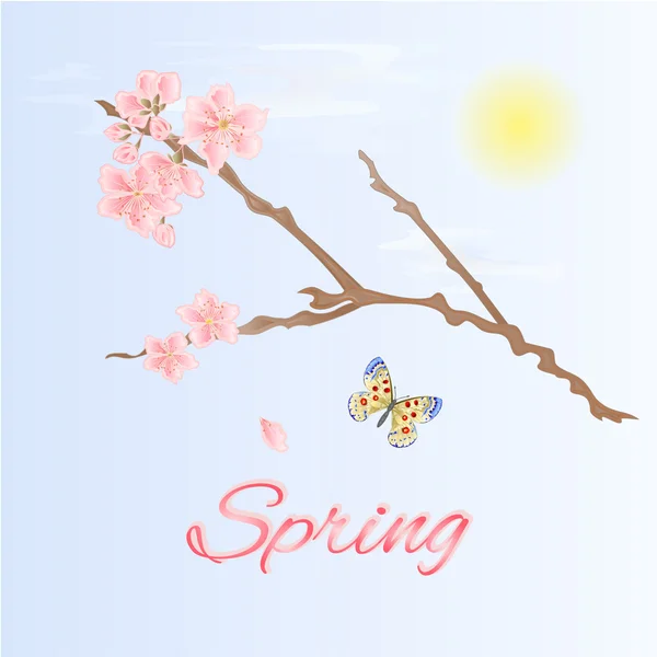 Galho de primavera de cereja e vetor de borboleta —  Vetores de Stock
