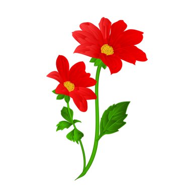Kırmızı Dahlia vektör