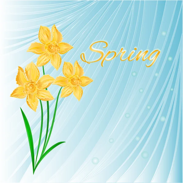 Fundo azul primavera com vetor Daffodils —  Vetores de Stock