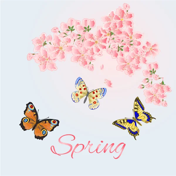 Primavera fundo cereja e borboletas vetor —  Vetores de Stock