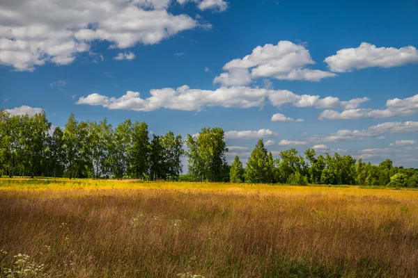 Summer meadow with yellow flowers and trees — Stock Photo, Image