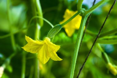 Çiçek ve yumurtalık salatalık, yakın çekim