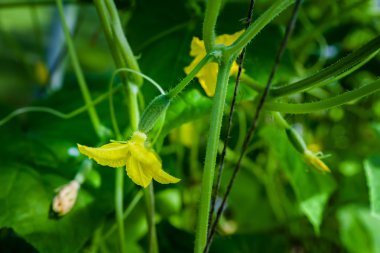 Çiçek ve yumurtalık salatalık, yakın çekim