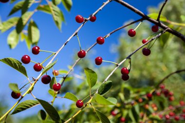 Gökyüzü olgun çilek ile kiraz ağacı dalları