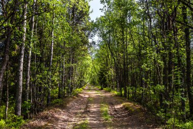 Road ile güneş bir huş ağacı koru