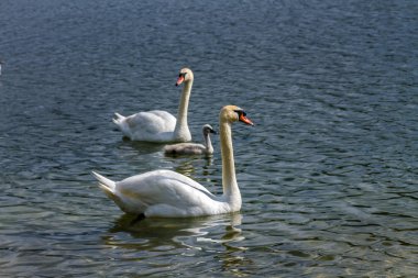 Su üzerinde damızlık civciv ile beyaz kuğu