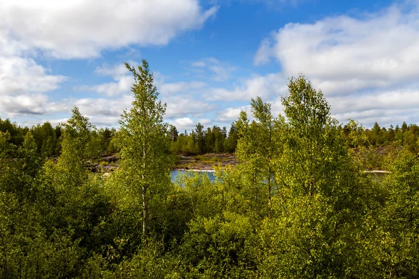 Naturen i norr. Skogen och sjön bakom träden — Stockfoto