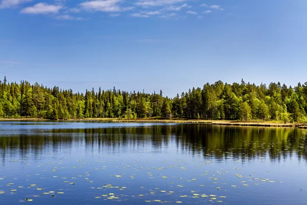 Floresta refletindo no lago — Fotografia de Stock